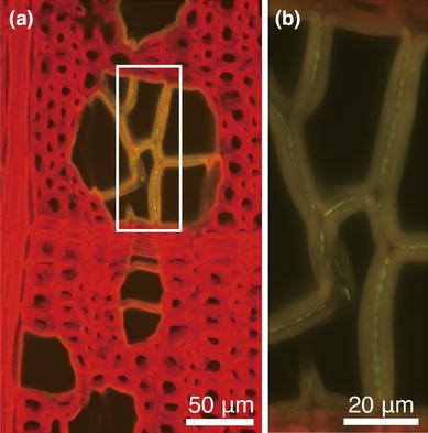 Fig. 3