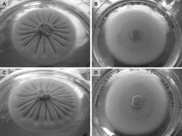 Fig. 2