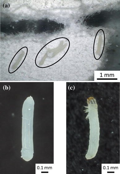 Fig. 2