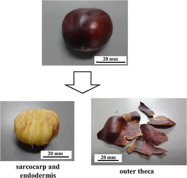 Fig. 1