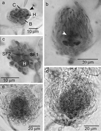 Fig. 4