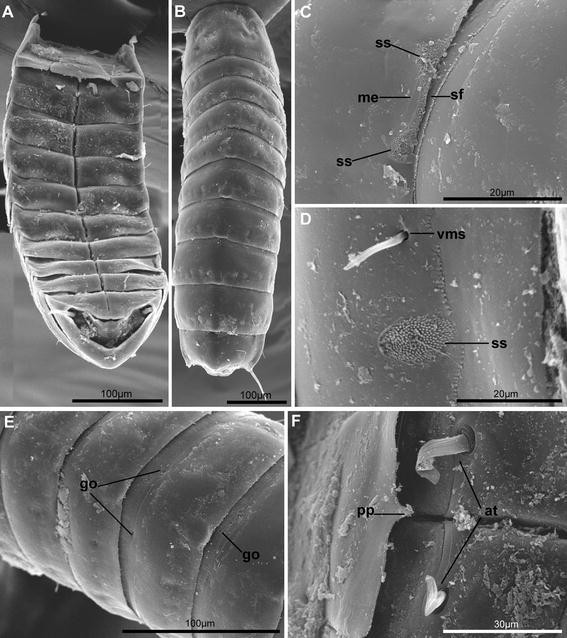 Fig. 7