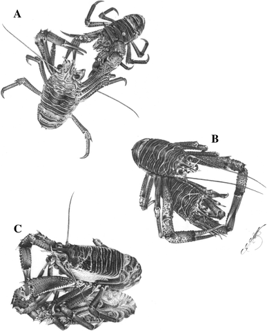 Fig. 2