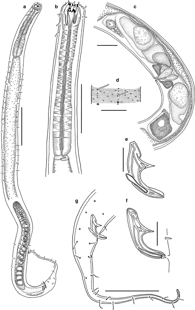 Fig. 13