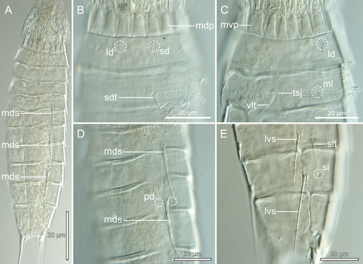 Fig. 8