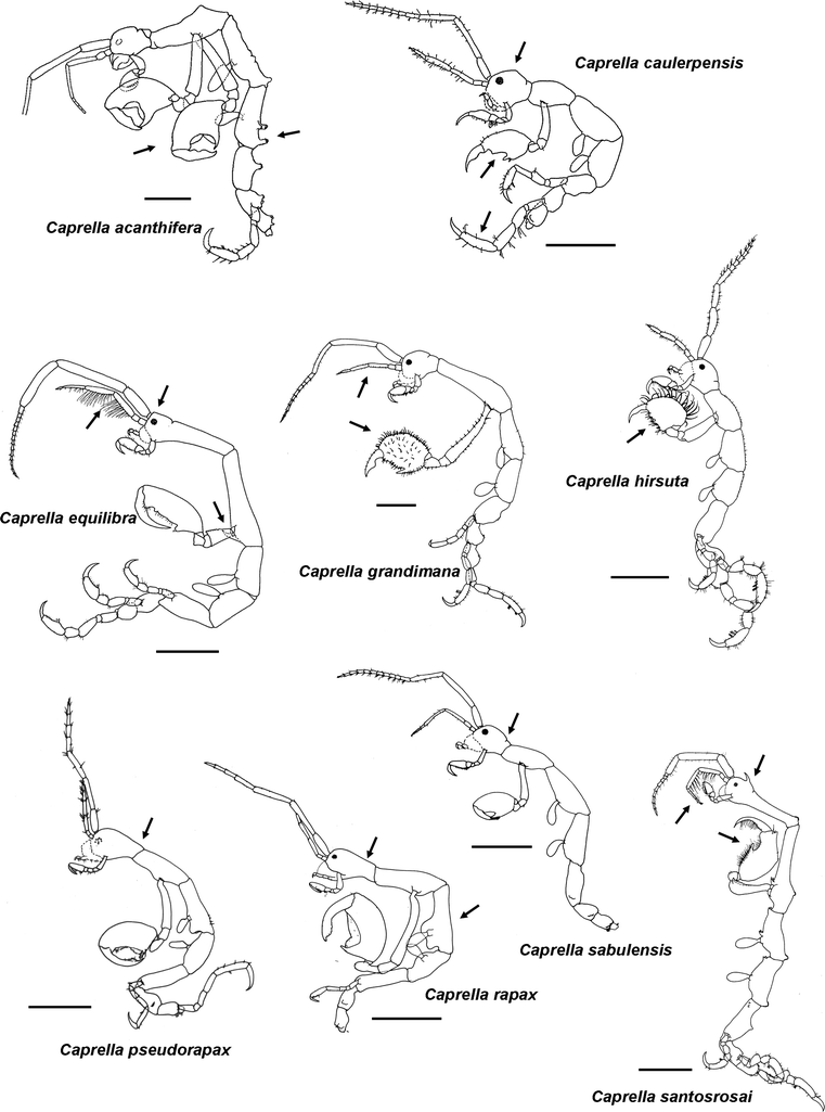 Fig. 2