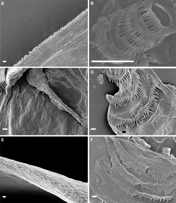 Fig. 5