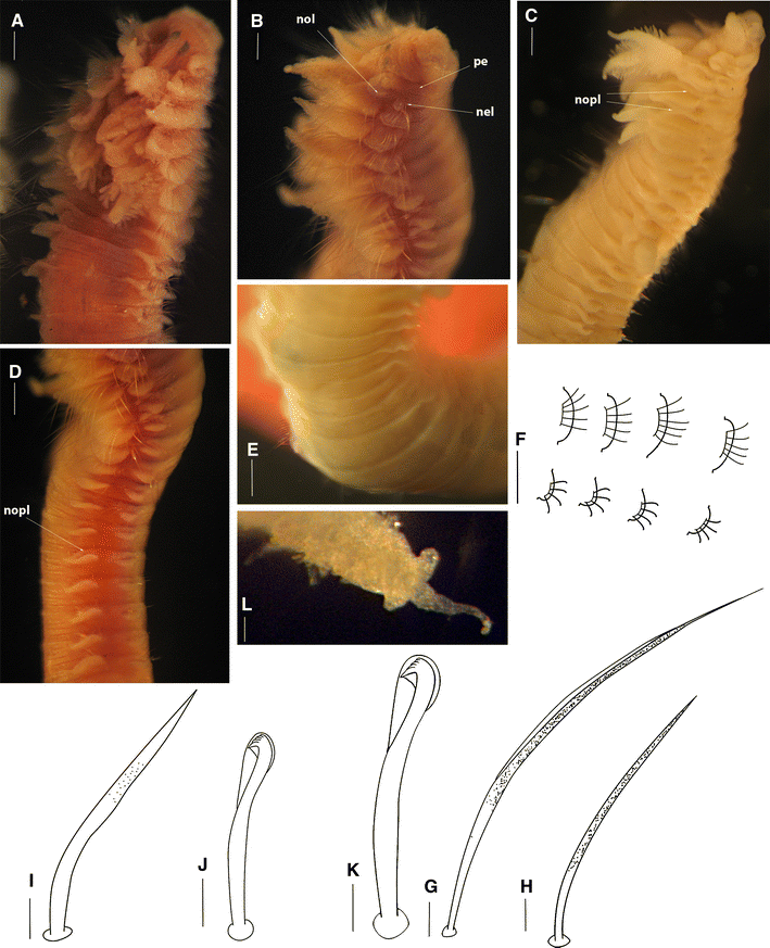 Fig. 1