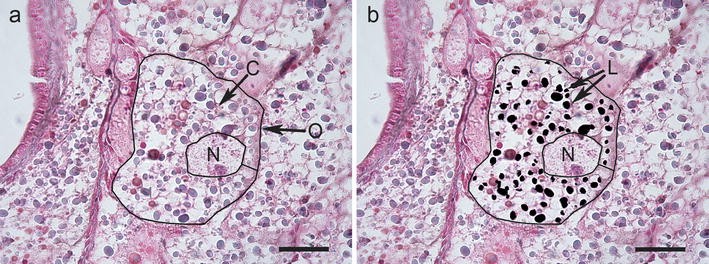 Fig. 1