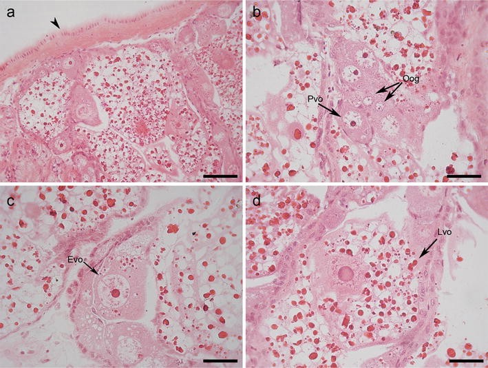 Fig. 2