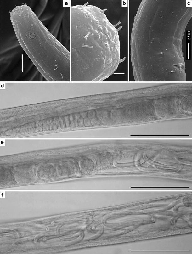 Fig. 10