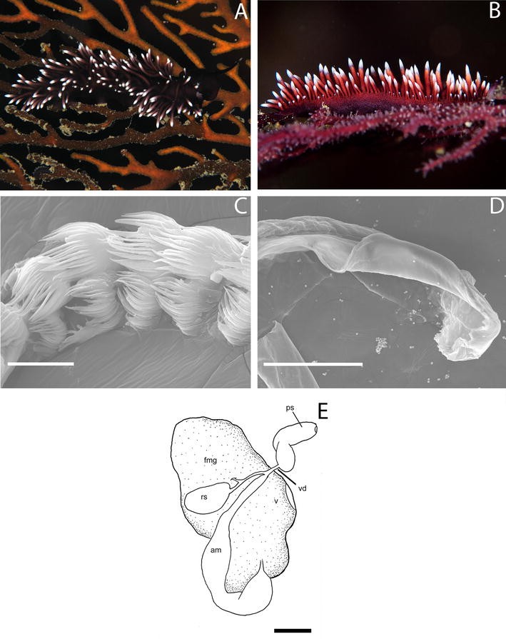 Fig. 1