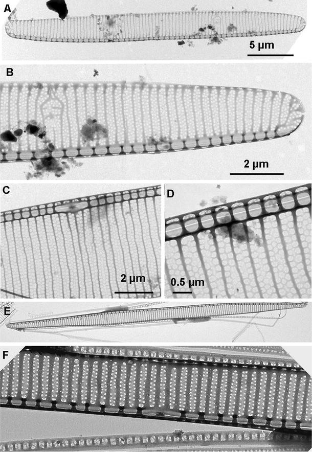 Fig. 6