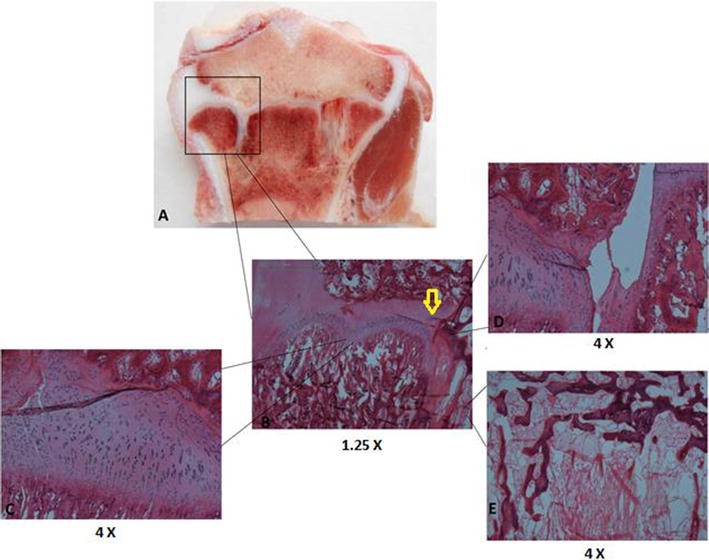 Fig. 6