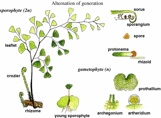 Fern life cycle