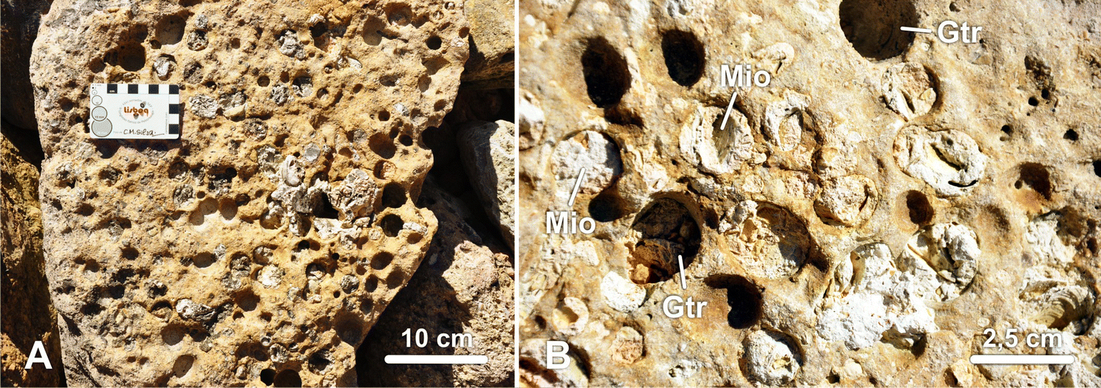 Figure 4 | Paleoenvironment and taphonomy of lower Miocene bivalve and  macroid assemblages: the Lagos Biocalcarenite (Lagos-Portimão Formation,  southern Portugal) | SpringerLink