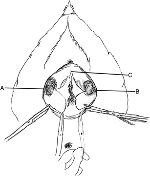 Fig. 9