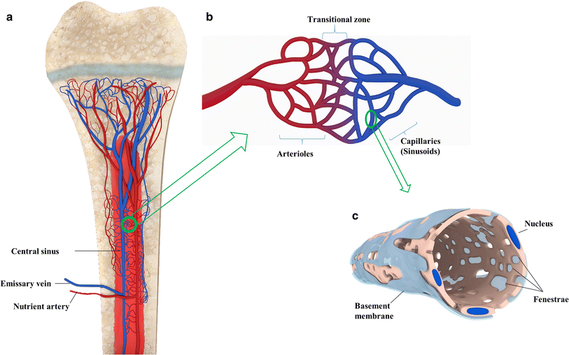 Figure 1 Bone Marrow Sinusoidal Endothelium Damage And Potential Regeneration Following Cancer Radiotherapy Or Chemotherapy Springerlink