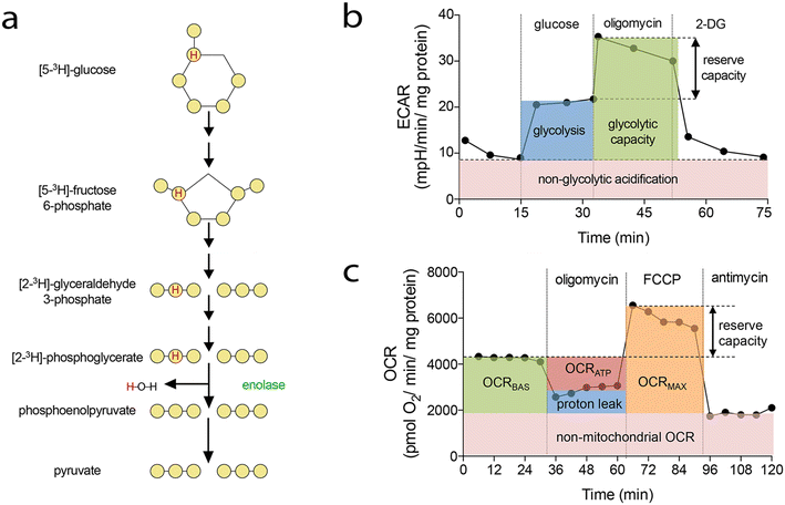 Figure 9 Consensus Guidelines For The Use And Interpretation Of Angiogenesis Assays Springerlink