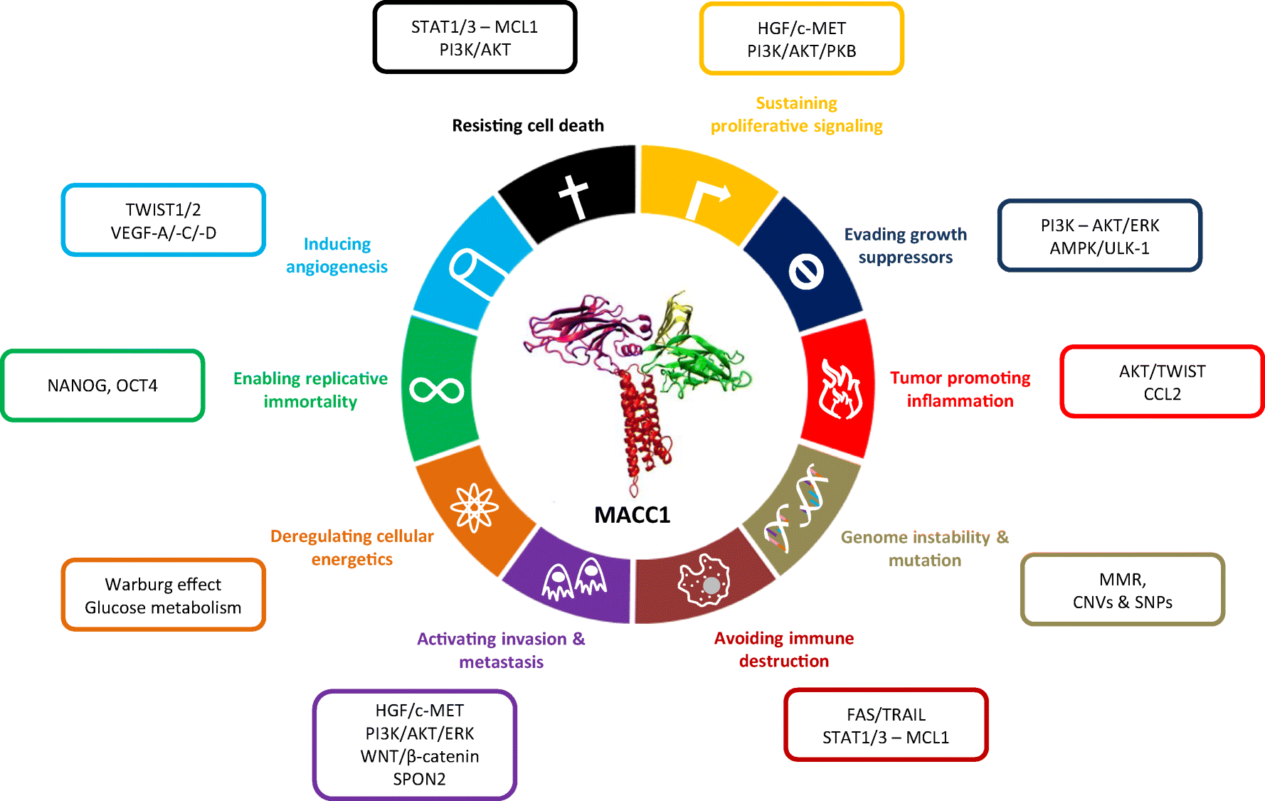 Figure 4 | MACC1—the first decade of a key metastasis molecule from gene  discovery to clinical translation | SpringerLink