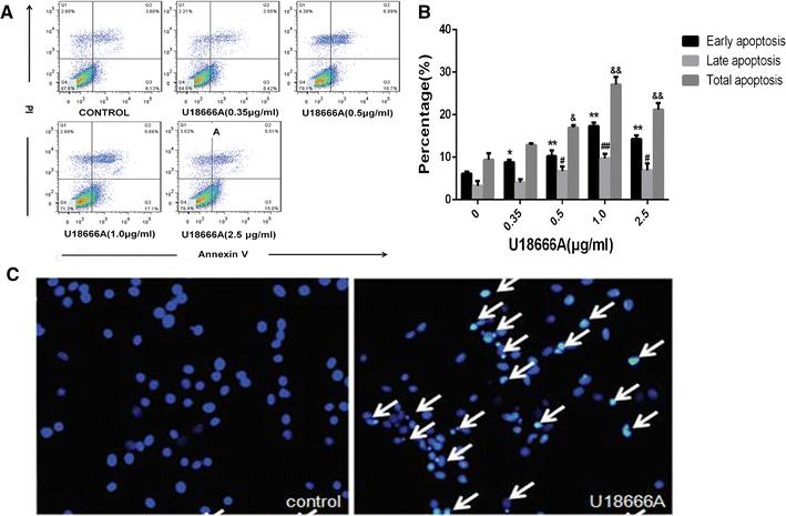 Figure 1 Protective Effect Of Dht On Apoptosis Induced By Ua Via Pi3k Akt Signaling Pathway In C6 Glial Cell Lines Springerlink