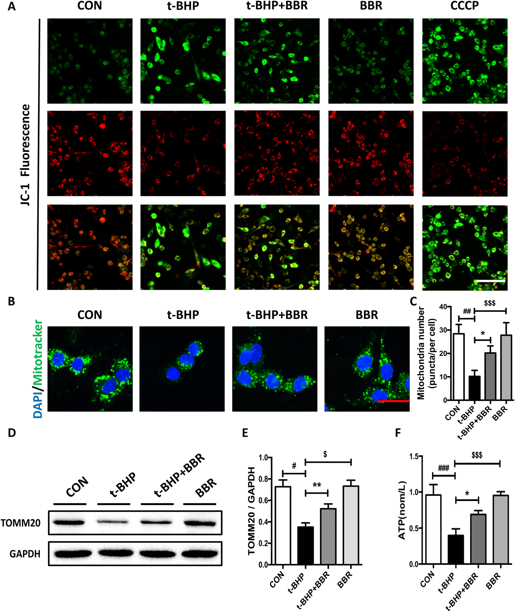 Figure 3 Berberine Attenuated The Cytotoxicity Induced By T Bhp Via Inhibiting Oxidative Stress And Mitochondria Dysfunction In Pc 12 Cells Springerlink