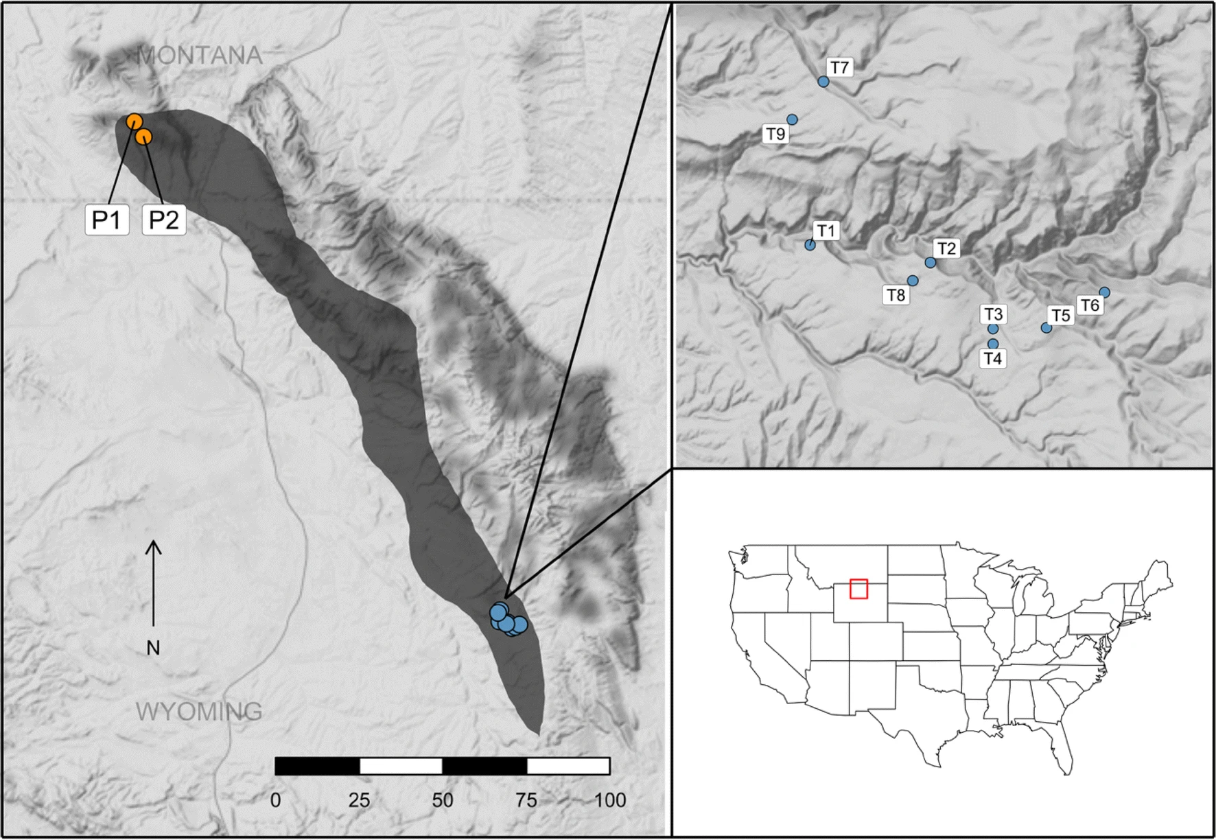 Genetic diversity and population structure in Cary’s Beardtongue Penstemon caryi (Plantaginaceae), a rare plant endemic to the eastern Rocky Mountains of Wyoming and Montana