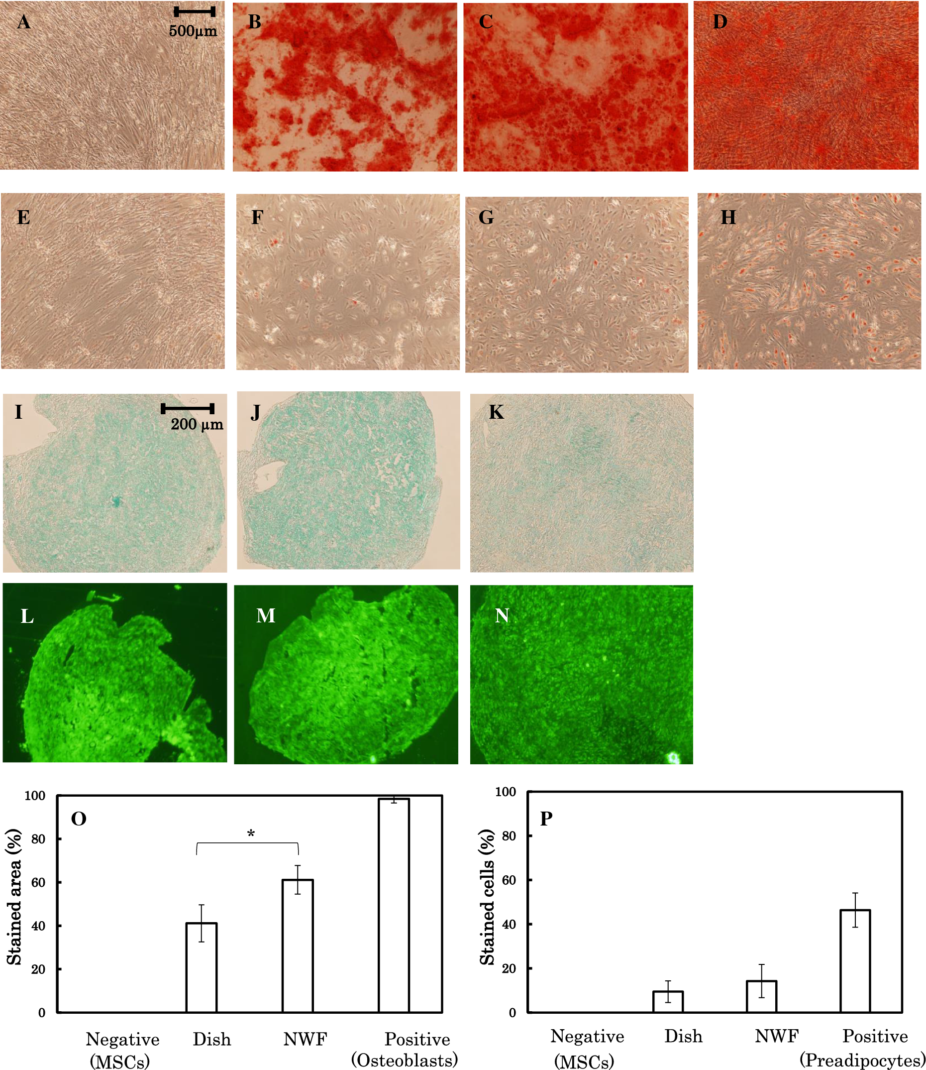 Figure 2 Comparison Of Percentage Of Cd90 Positive Cells And Osteogenic Differentiation Potential Between Mesenchymal Stem Cells Grown On Dish And Nonwoven Fabric Springerlink