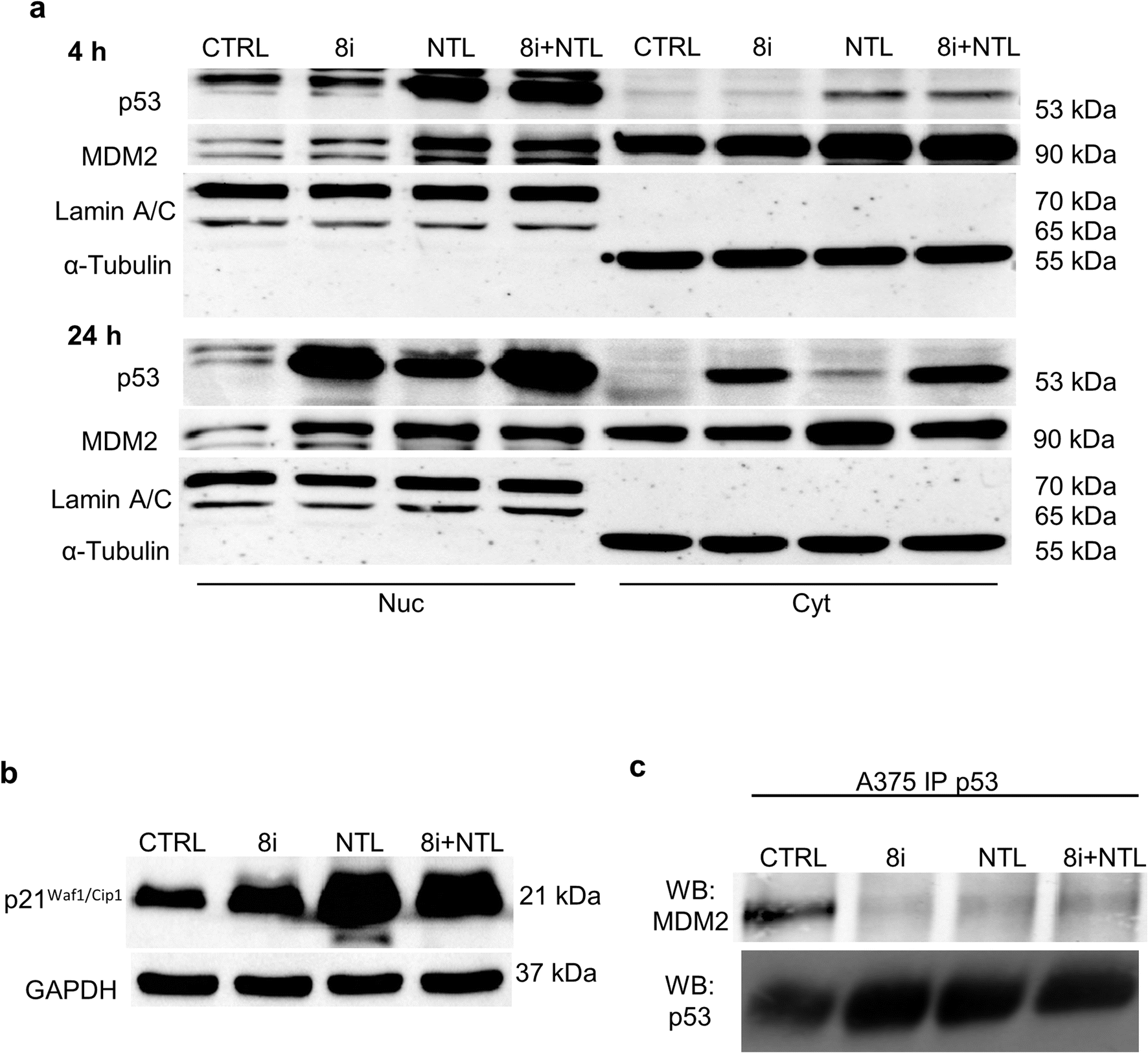 Figure 7 | Tetra-substituted pyrrole derivatives act as potent activators  of p53 in melanoma cells | SpringerLink