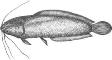 Threatened fishes of the world: Clarias batrachus (Linn. 1758) |  Environmental Biology of Fishes