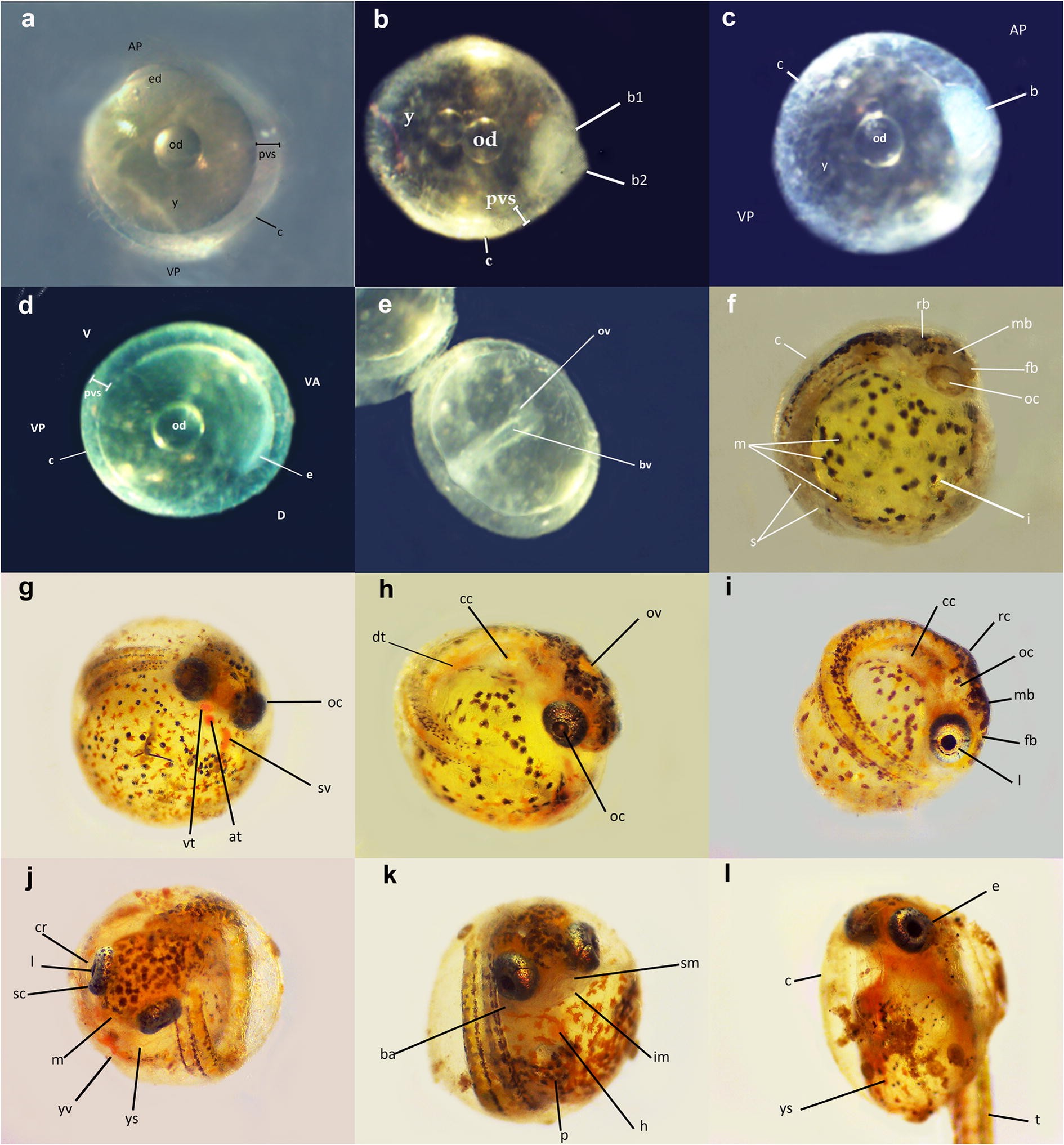 Figure 4 Embryological Development Of The High Altitude Killifish Orestias Ascotanensis Parenti 1984 Teleostei Cyprinodontidae Springerlink