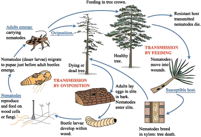 Figure 3 Pine Wilt Disease A Threat To European Forestry Springerlink