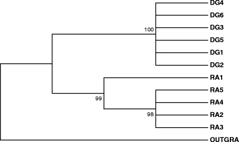 Fusarium proliferatum from rainwater and rooted garlic show genetic and pathogenicity differences