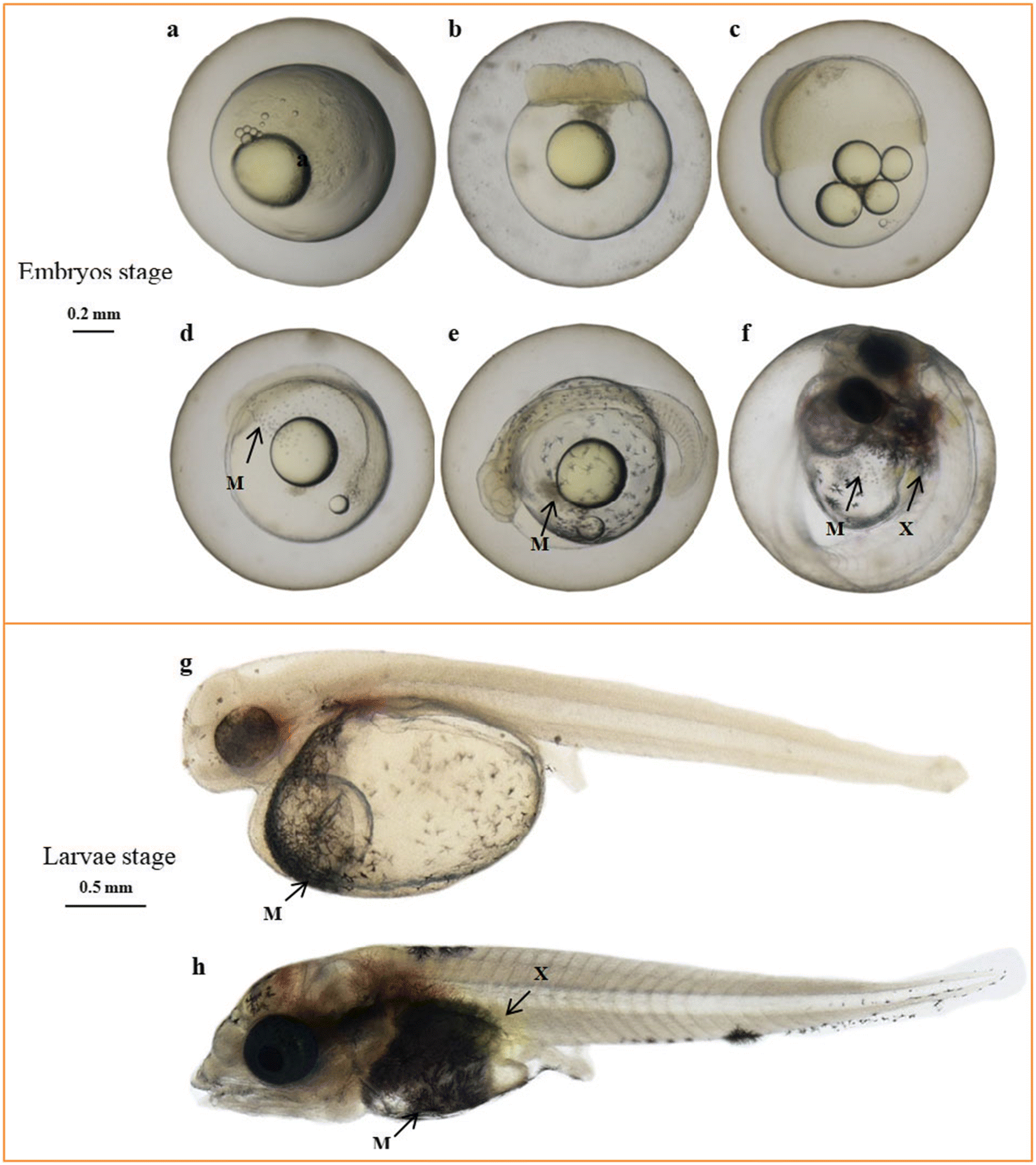 Figure 2 Pigmentation Formation And Expression Analysis Of Tyrosinase In Siniperca Chuatsi Springerlink