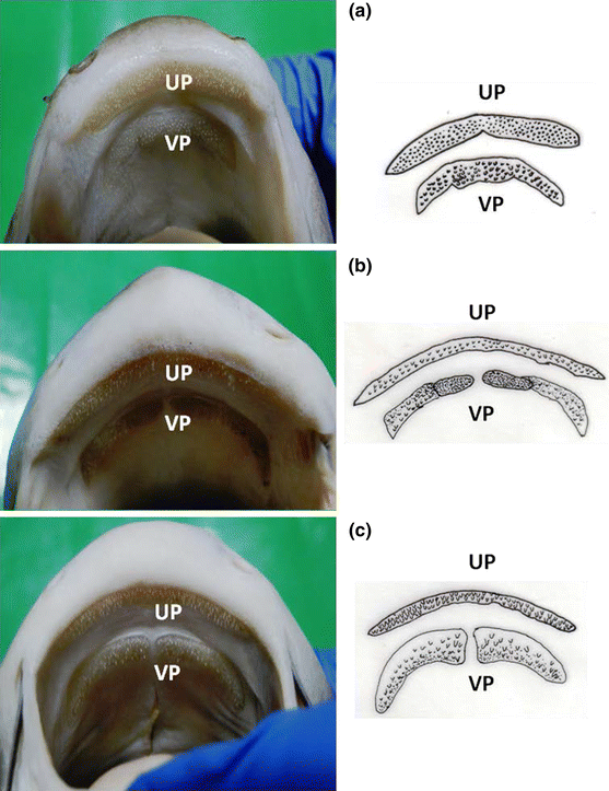 Figure 6 Cryptic Diversity In The Indian Clade Of The Catfish Family Pangasiidae Resolved By The Description Of A New Species Springerlink