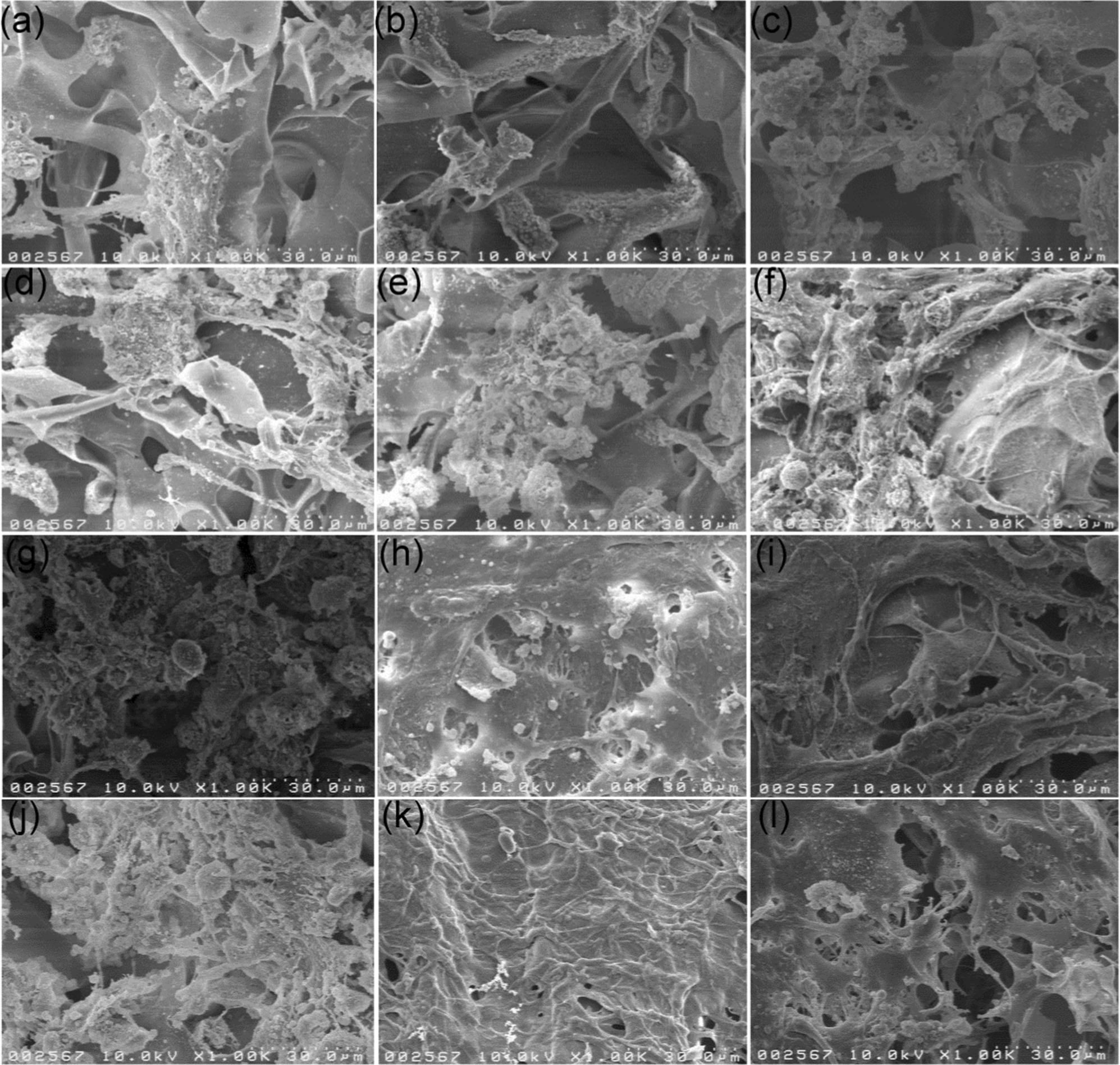 Figure 4 Adhesion Proliferation And Differentiation Of Human Mesenchymal Stem Cell On Chitosan Collagen Composite Scaffold Springerlink Figure 4 Adhesion Proliferation And Differentiation Of Human Mesenchymal Stem Cell On Chitosan Collagen Composite Scaffold Springerlink