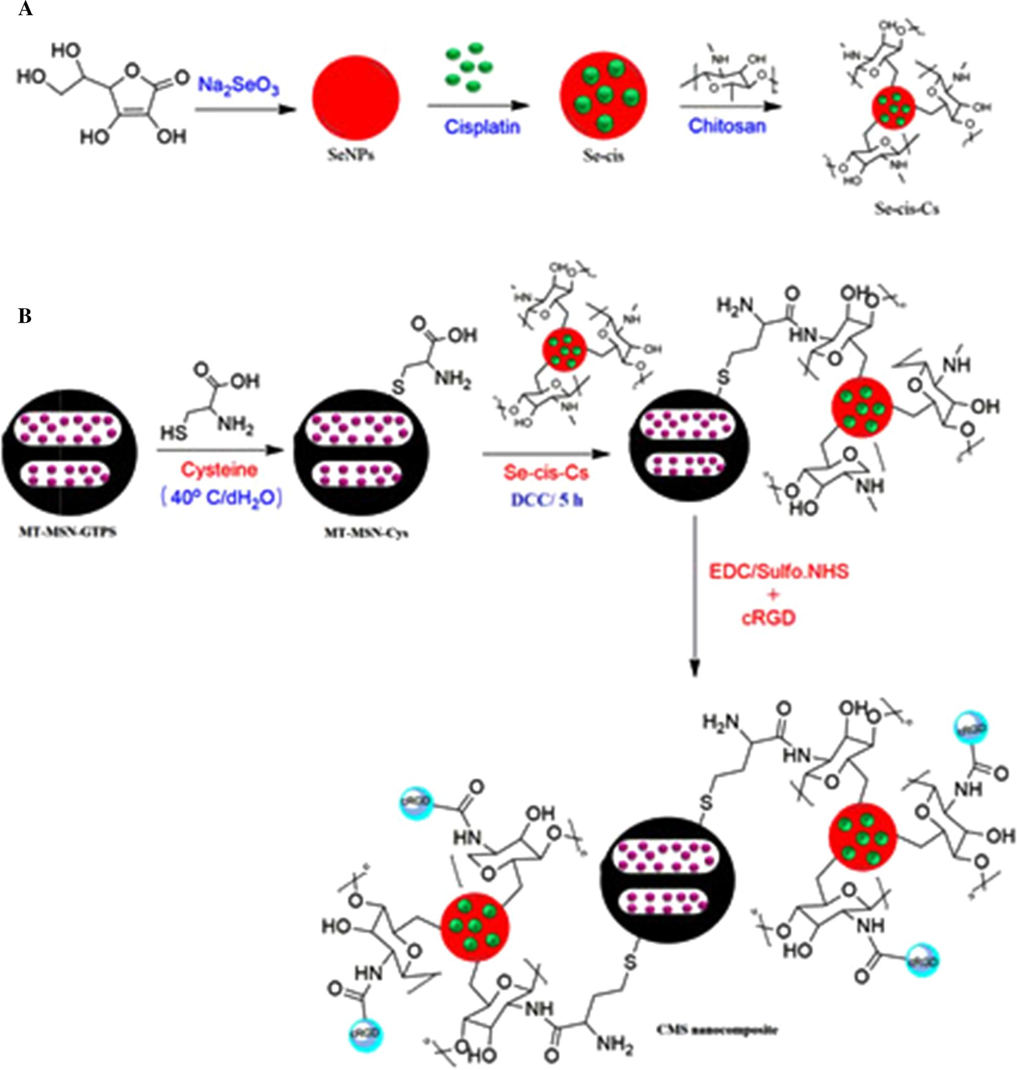 Scheme 2 | Selenium Tethered Mesoporous Silica Nanocomposite Enhances Drug Delivering Efficiency to Target Breast Cancer | SpringerLink Scheme 2 | Selenium Tethered Mesoporous Silica Nanocomposite Enhances Drug Delivering Efficiency to Target Breast Cancer | SpringerLink