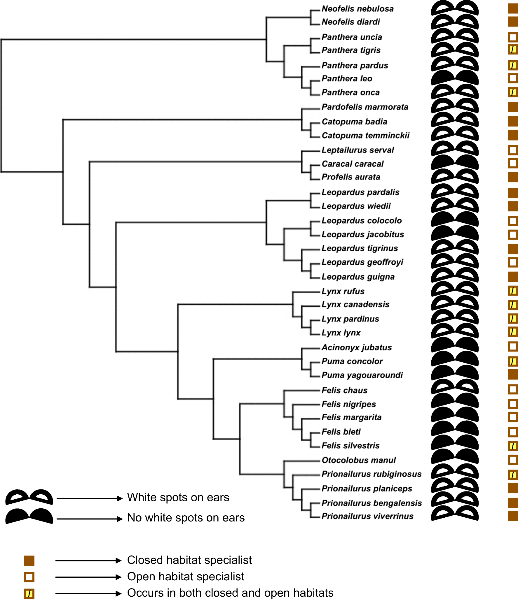 felidae phylogenetic tree