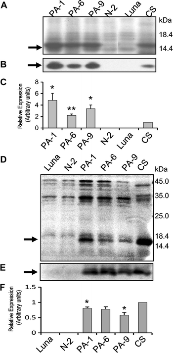 Figure 1 Overexpression Of Puroindoline A Gene In Transgenic Durum Wheat Triticum Turgidum Ssp Durum Leads To A Medium Hard Kernel Texture Springerlink Figure 1 Overexpression Of Puroindoline A Gene In Transgenic Durum Wheat Triticum Turgidum Ssp Durum Leads To A Medium Hard Kernel Texture Springerlink