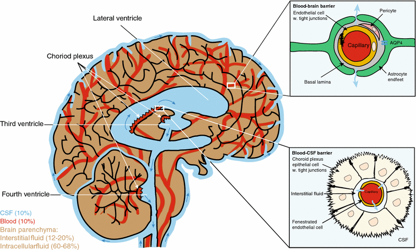 fluid on the brain fluid on the brain