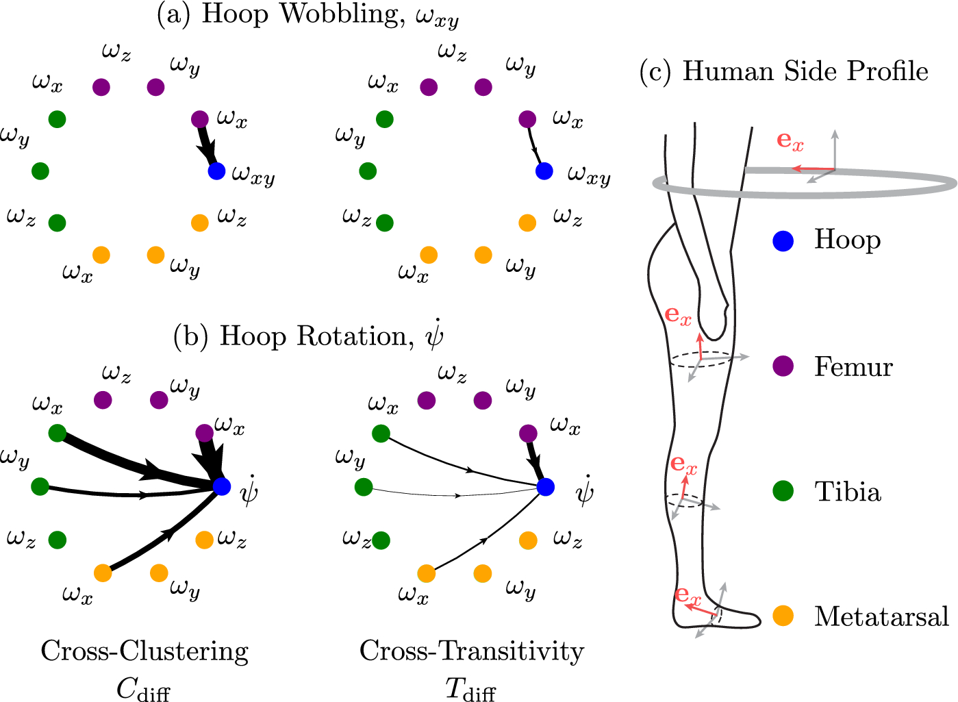 フラフープ運動の複雑な物理法則を解明（How Berkeley researchers decoded the loopy physics of hula hooping）