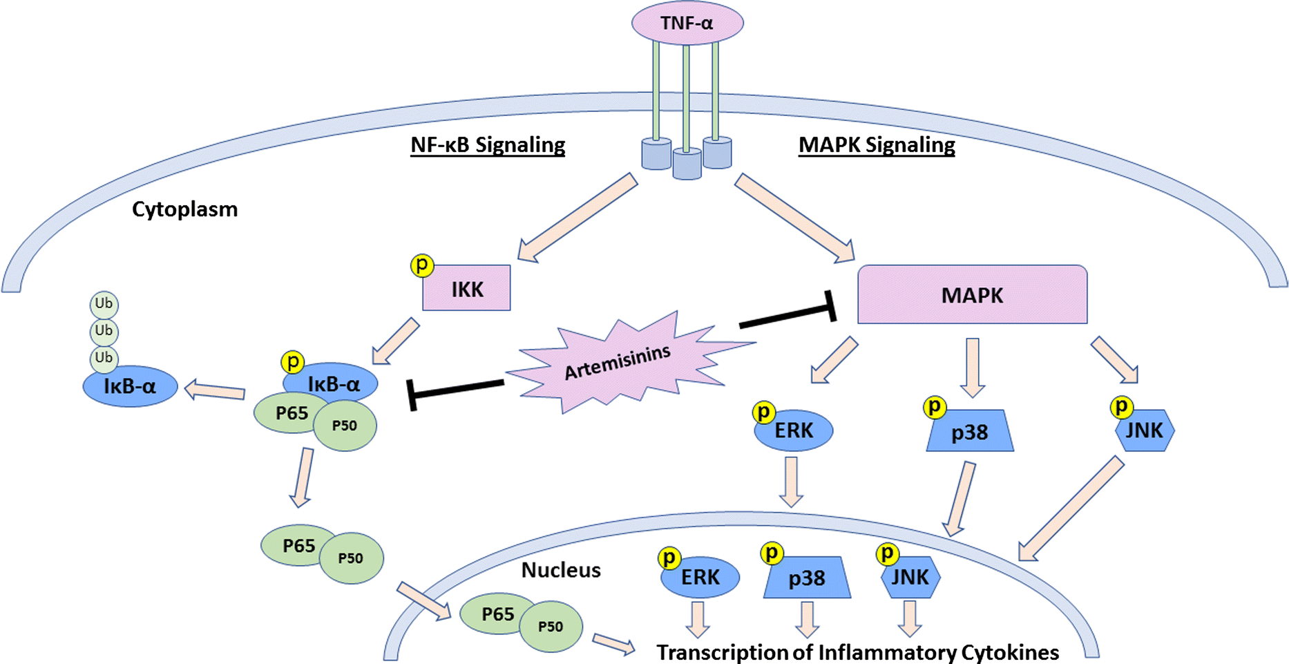 Figure 3 | It is not just artemisinin: Artemisia sp. for treating diseases  including malaria and schistosomiasis | SpringerLink