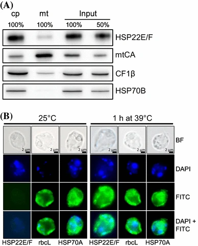 Substrates of the chloroplast small heat shock proteins 22E/F point to thermolability as a regulative switch for heat acclimation in Chlamydomonas reinhardtii