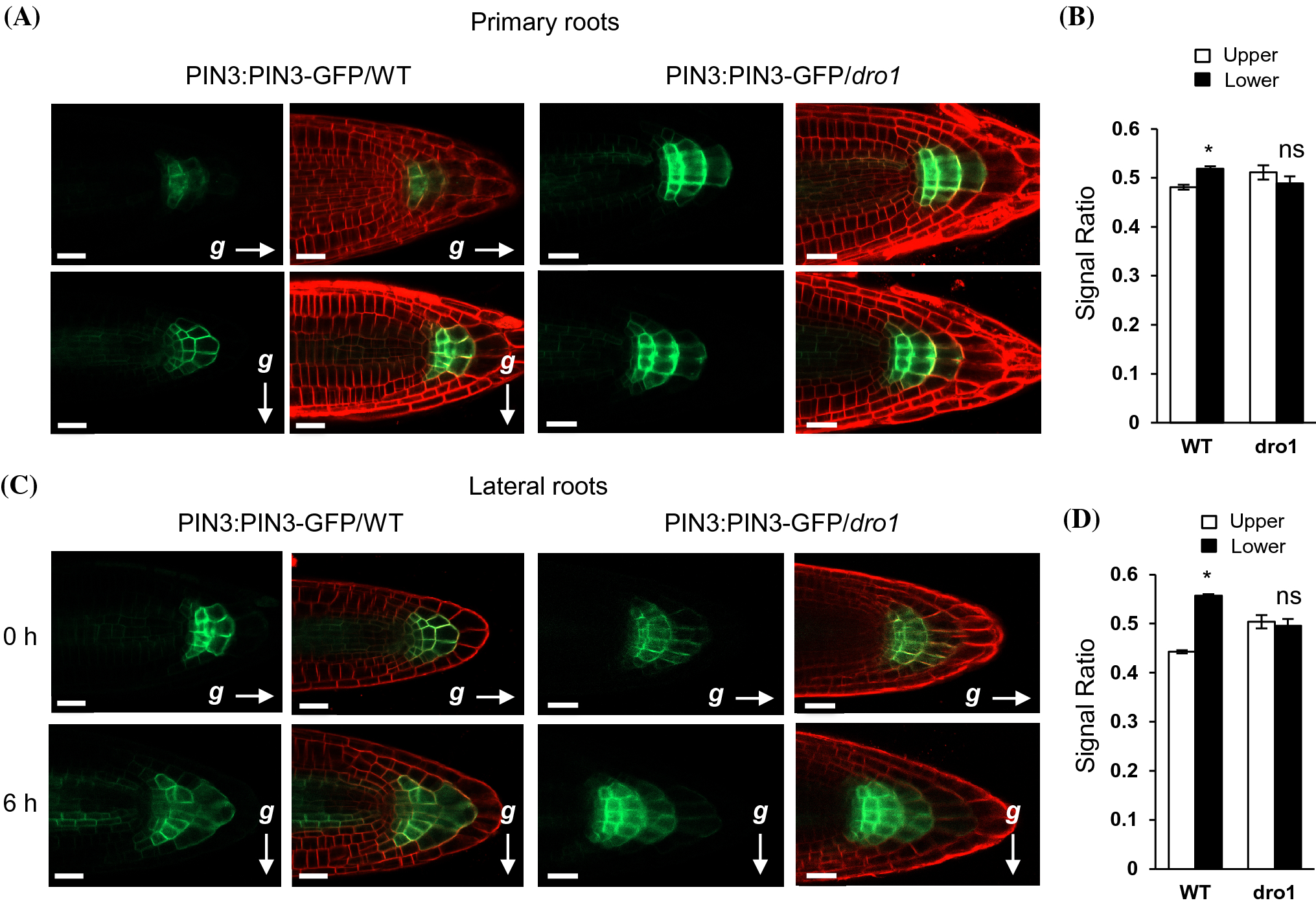 Figure 4 | AtDRO1 is nuclear localized in root tips under native conditions  and impacts auxin localization | SpringerLink