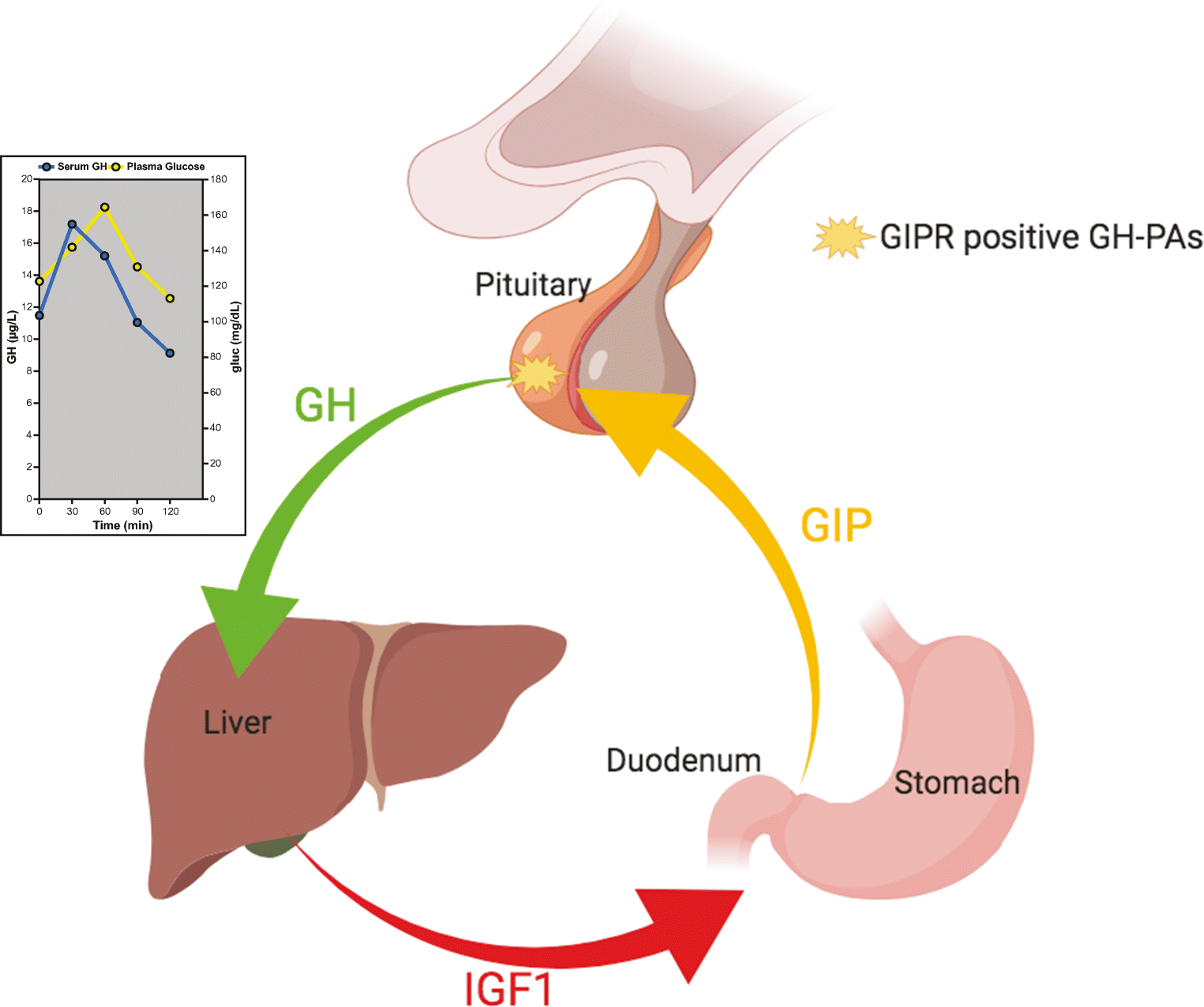 Figure 3 The Pathogenic Role Of The Gip Gipr Axis In Human Endocrine Tumors Emerging Clinical Mechanisms Beyond Diabetes Springerlink Figure 3 The Pathogenic Role Of The Gip Gipr Axis In Human Endocrine Tumors Emerging Clinical Mechanisms Beyond Diabetes Springerlink