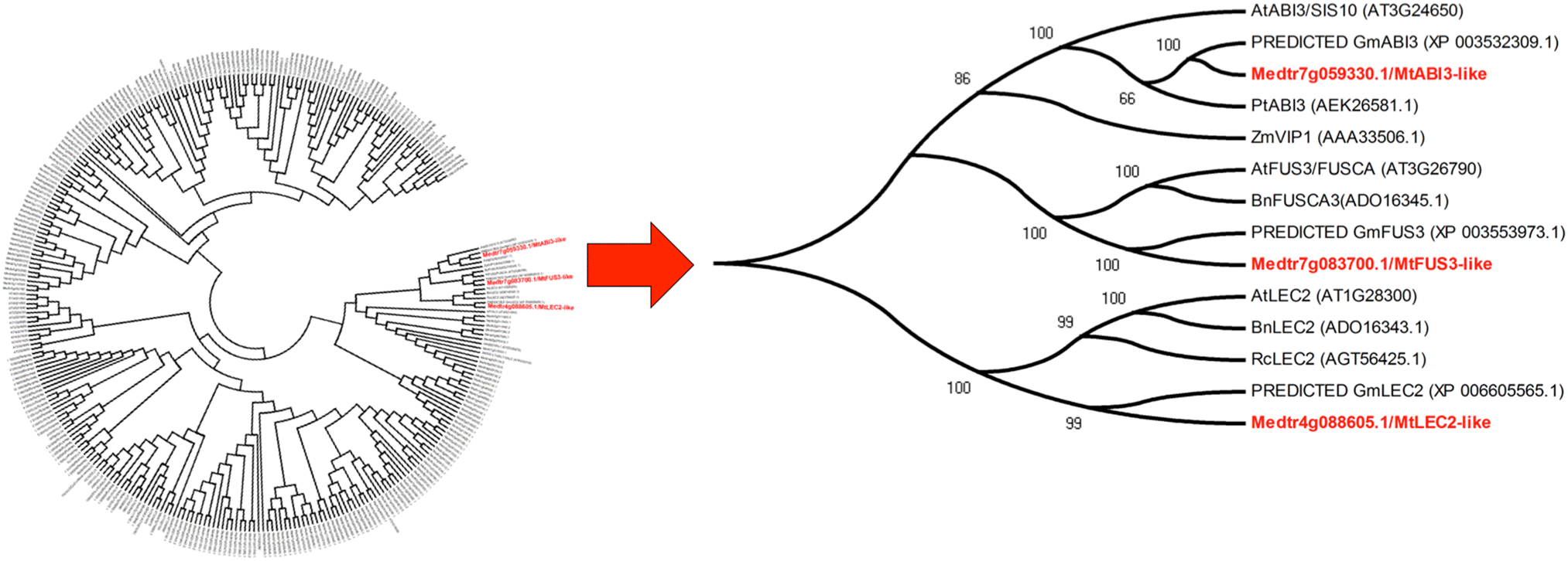 brassière adolescente
