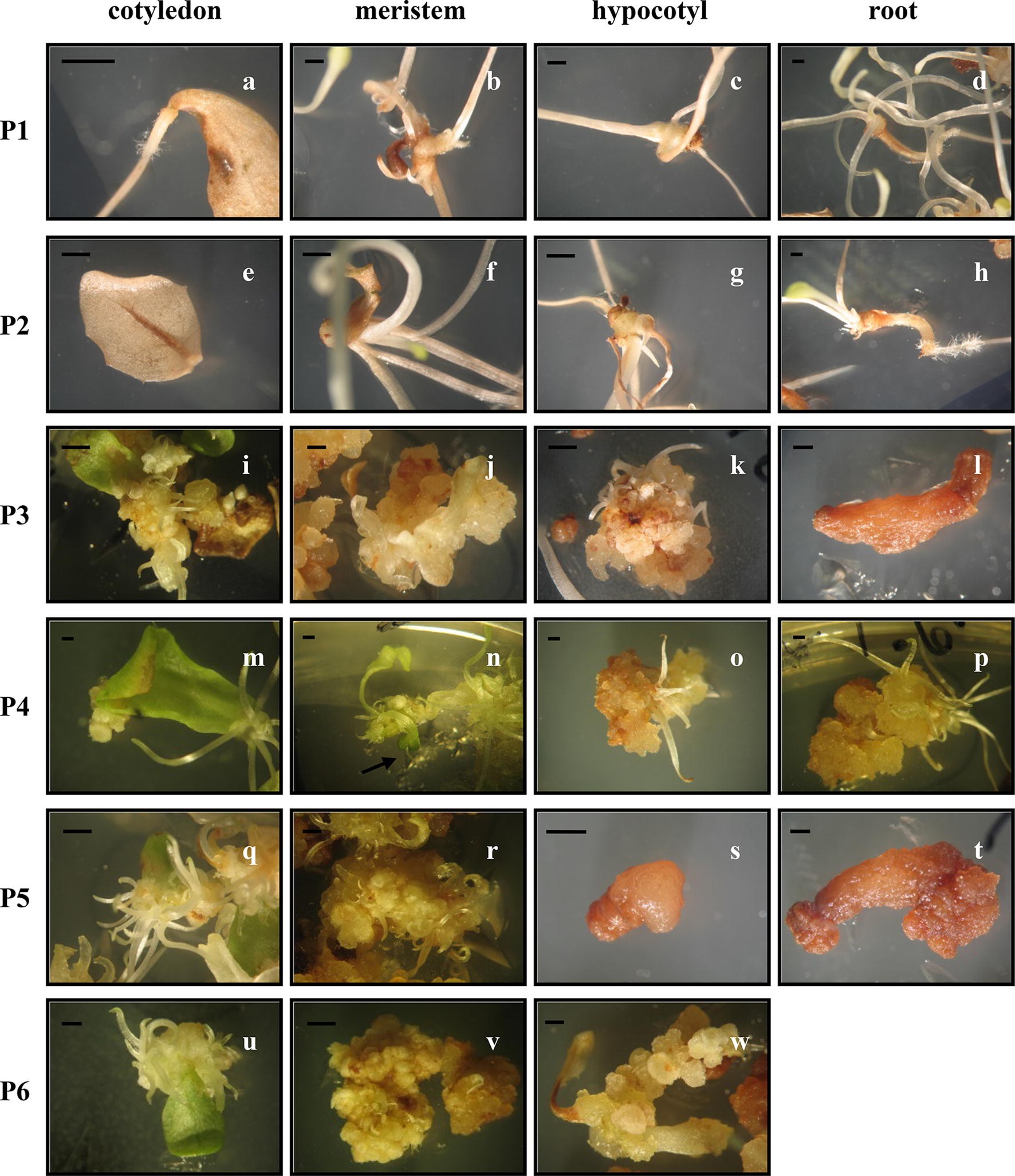 Figure 4 In Vitro Morphogenetic Responses From Obligatory Apomictic Taraxacum Belorussicum Val N Tikhom Seedlings Explants Springerlink