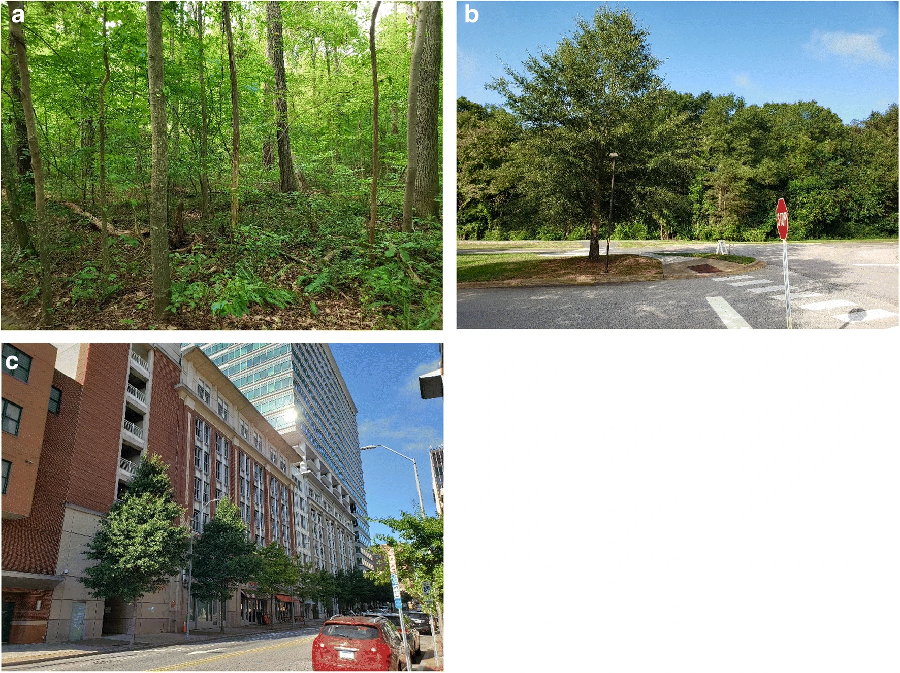 Trees in urban areas