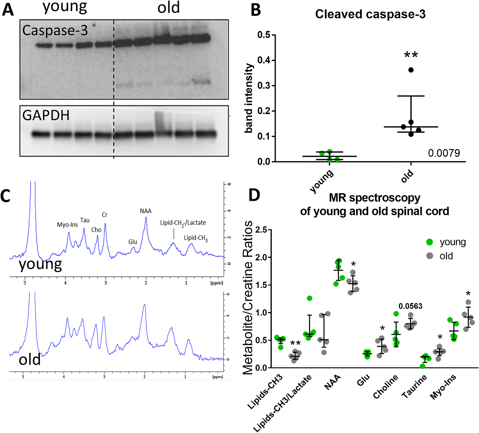 Figure 3 Molecular Changes Associated With Spinal Cord Aging Springerlink