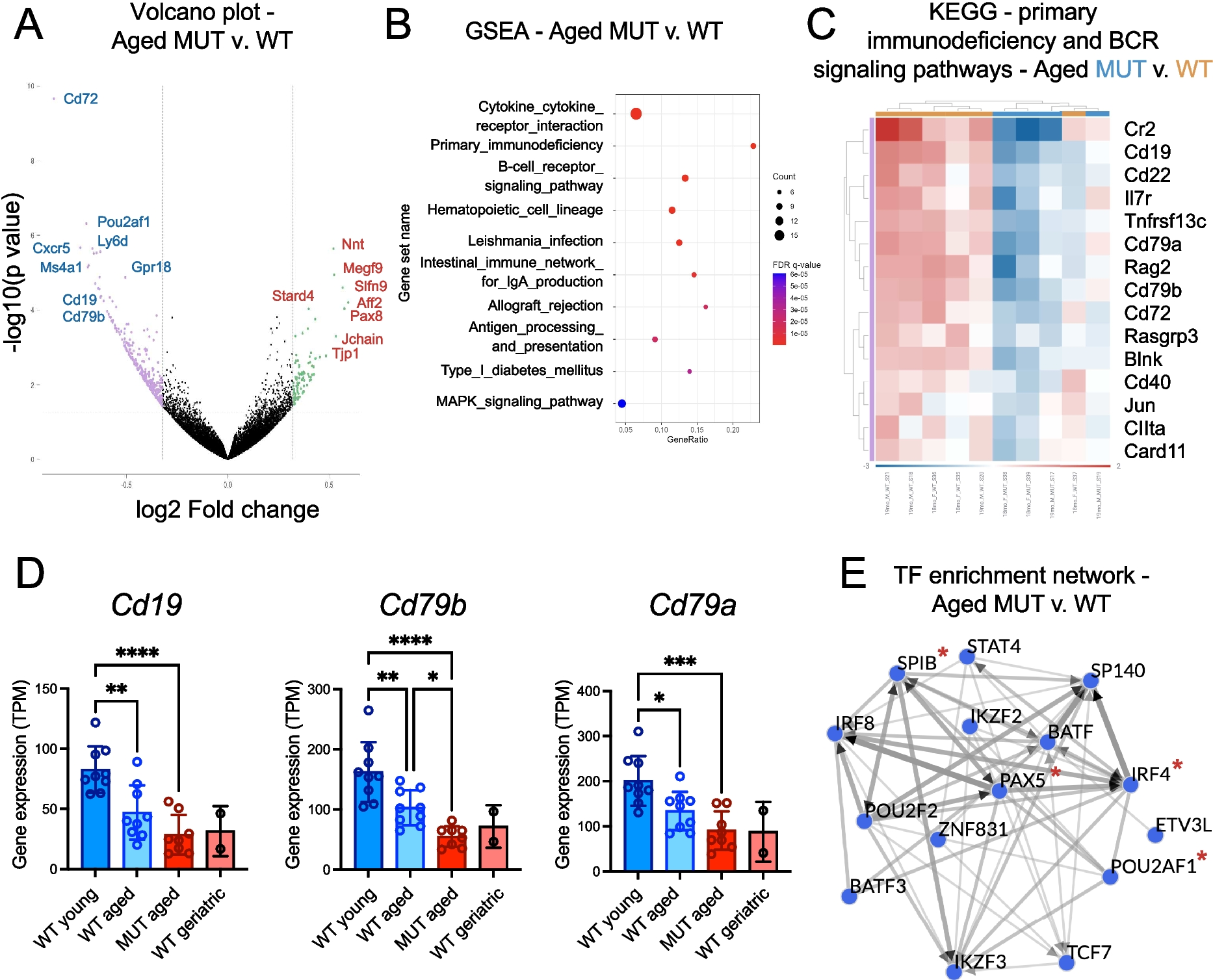 脂質代謝酵素ELOVL2が免疫老化に関与(Key Enzyme in Lipid Metabolism Linked to Immune System Aging)